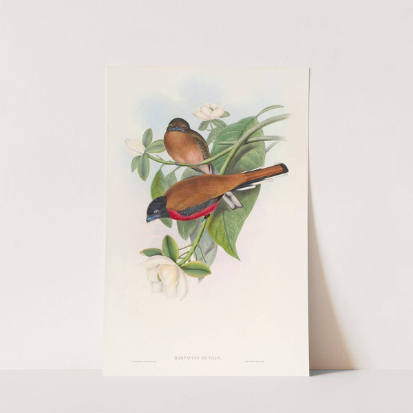 Malacca Trogon by John Gould