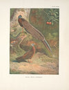 Malay Argus Pheasant (Argusianus argus). (1918-1922)