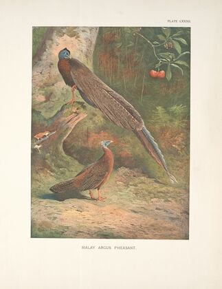 Malay Argus Pheasant (Argusianus argus). (1918-1922)