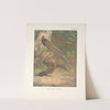 Malay Argus Pheasant (Argusianus argus). (1918-1922) by Archibald Thorburn