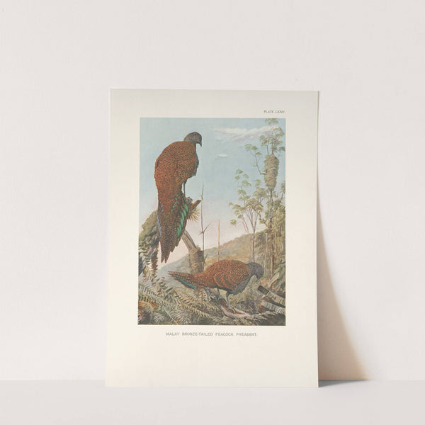 Malay Bronze-tailed Peacock Pheasant (Chalcurus inopinatus). (1918-1922) by Louis Agassiz Fuertes