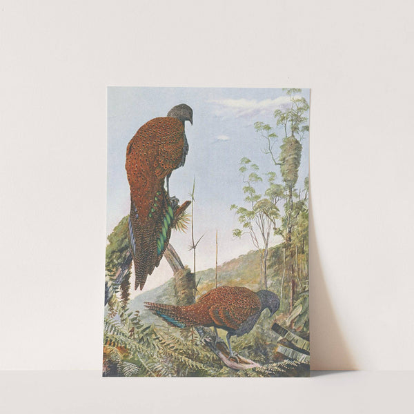Malay Bronze-Tailed Peacock Pheasant by Louis Agassiz Fuertes