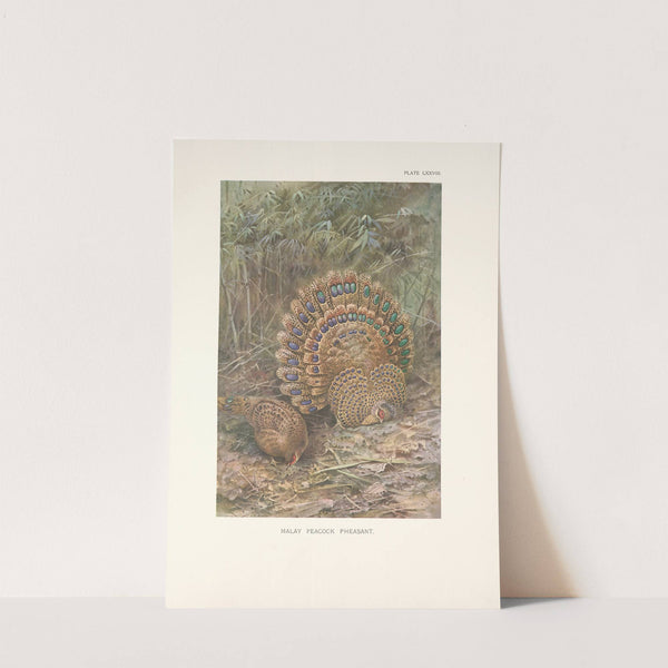 Malay Peacock Pheasant (Polyplectron malaccensis). (1918-1922) by George Edward Lodge