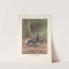Malayan Crested Fireback (Lophura rufa). (1918-1922) by George Edward Lodge