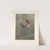 Malayan Crestless Fireback (Acomus erythrophthalmus). (1918-1922) by George Edward Lodge