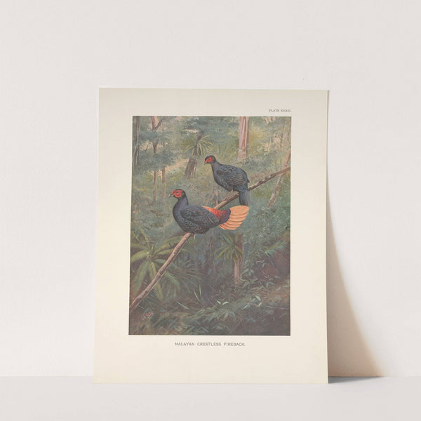 Malayan Crestless Fireback (Acomus erythrophthalmus). (1918-1922) by George Edward Lodge