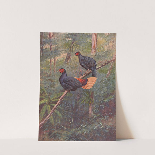 Malayan Crestless Fireback by George Edward Lodge