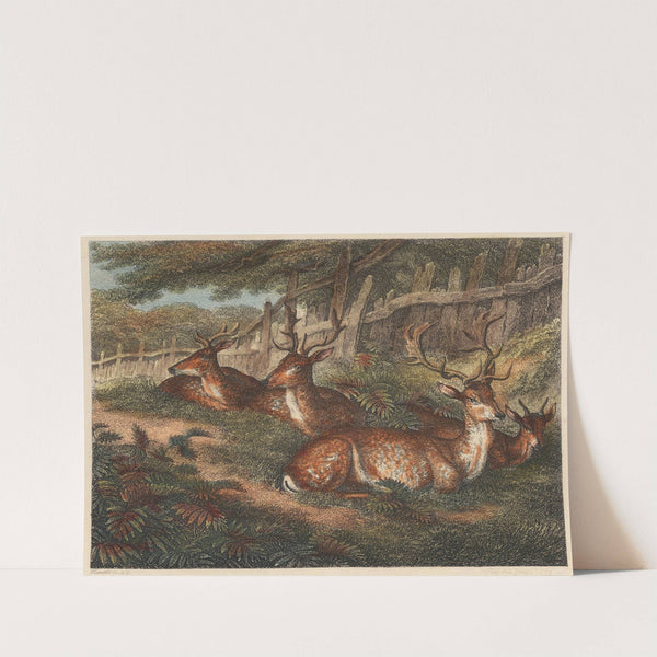 Male Fallow Deer (1812) by Samuel Howitt