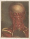 Male head showing the muscles of the back of the head, neck and shoulder blades
