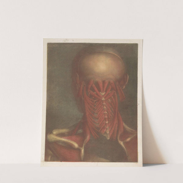 Male head showing the muscles of the back of the head, neck and shoulder blades by Jacques Fabien Gautier d'Agoty