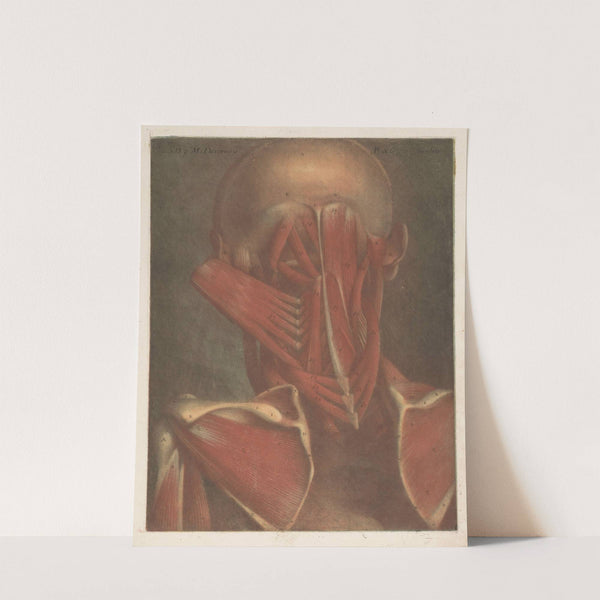 Male head showing the muscles of the back of the head, neck and shoulder blades. by Jacques Fabien Gautier d'Agoty