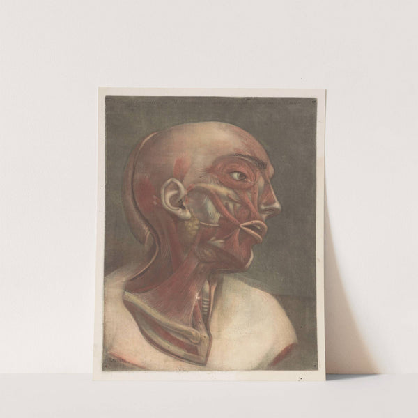 Male head with muscles visible by Jacques Fabien Gautier d'Agoty