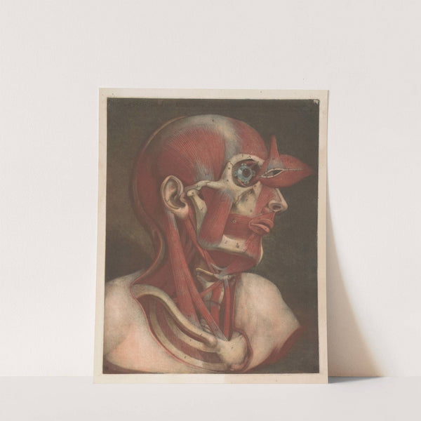 Male head with muscles visible, with detail of the eye by Jacques Fabien Gautier d'Agoty