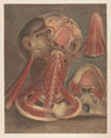 Male head with muscles visible, with detail of the palate
