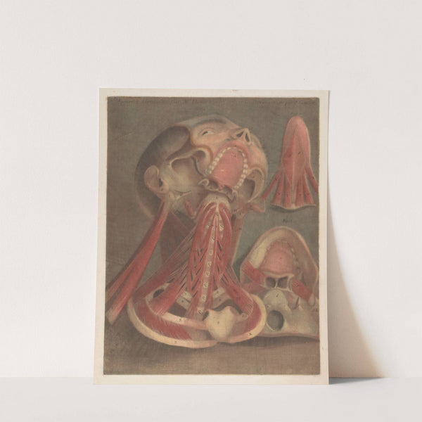 Male head with muscles visible, with detail of the palate by Jacques Fabien Gautier d'Agoty