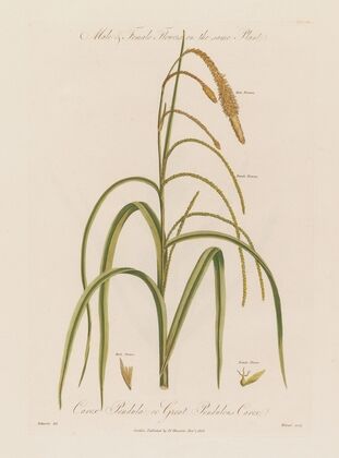 Male & Female Flowers on the same Plant. Carex Pendula ; or Great Pendulous Carex (1799–1810)