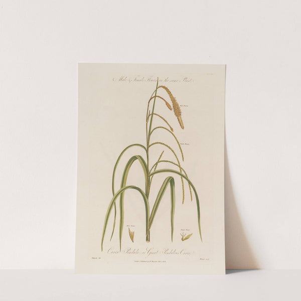 Male & Female Flowers on the same Plant. Carex Pendula ; or Great Pendulous Carex (1799–1810) by Robert John Thornton