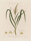 Male & Female Flowers on the same Plant. Tripsacum Dactiloides ; or Jointed Tripsacum (1799–1810)
