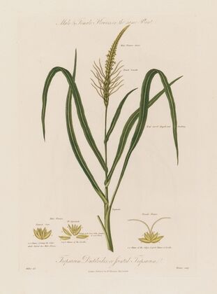 Male & Female Flowers on the same Plant. Tripsacum Dactiloides ; or Jointed Tripsacum (1799–1810)