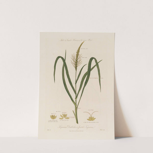 Male & Female Flowers on the same Plant. Tripsacum Dactiloides ; or Jointed Tripsacum (1799–1810) by Robert John Thornton