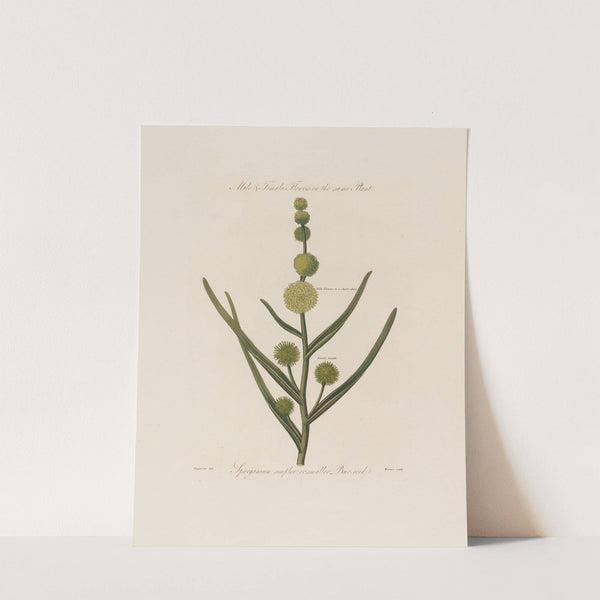 Male & Female Flowers on the same Plant. Sparganium simplex ; or smaller Bur-reed (1799–1810) by Robert John Thornton