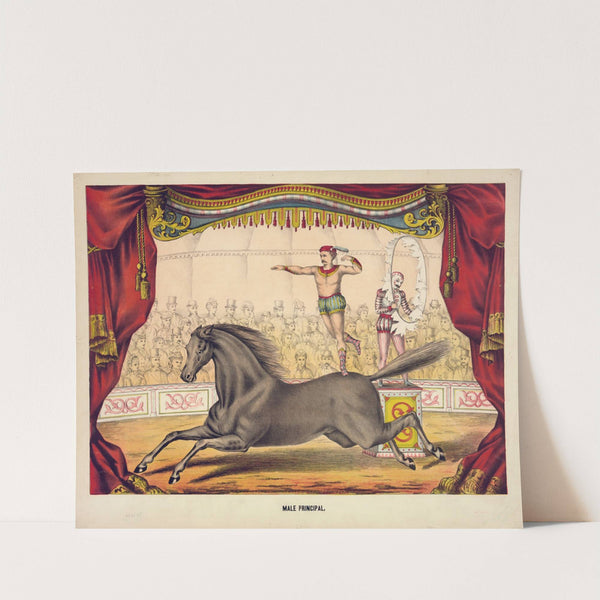 Male principal by Gibson & Co. Lith