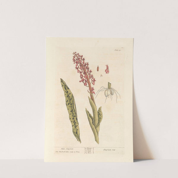 Male satyrion (1739) by Elizabeth Blackwell