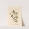 Male speedwell (1739) by Elizabeth Blackwell