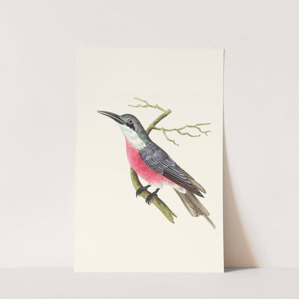 Malimbic Bee-Eater by George Shaw