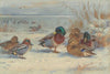 Mallard and teal in the snow (1929)