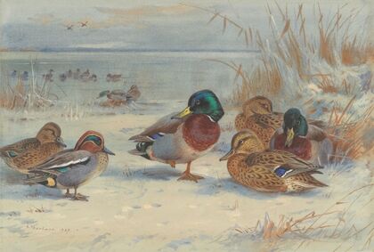 Mallard and teal in the snow (1929)