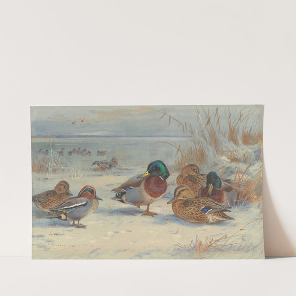 Mallard and teal in the snow (1929) by Archibald Thorburn