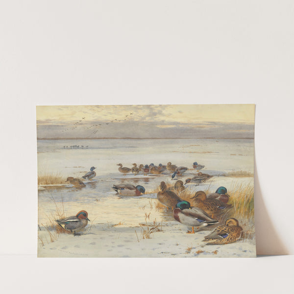 Mallard and teal on a snowy marsh (1907) by Archibald Thorburn