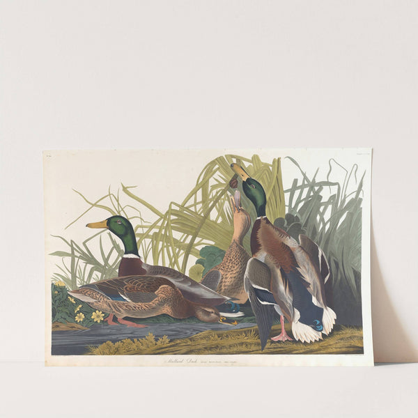 Mallard duck by John James Audubon