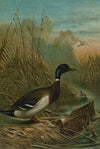 Mallard Duck.