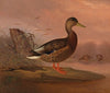 Mallard (1848)