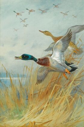 Mallard Rising (1933)