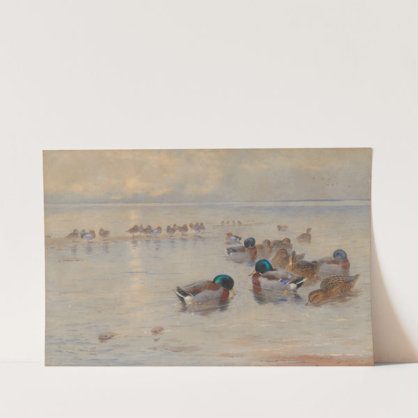 Mallards on a lake (1908) by Archibald Thorburn