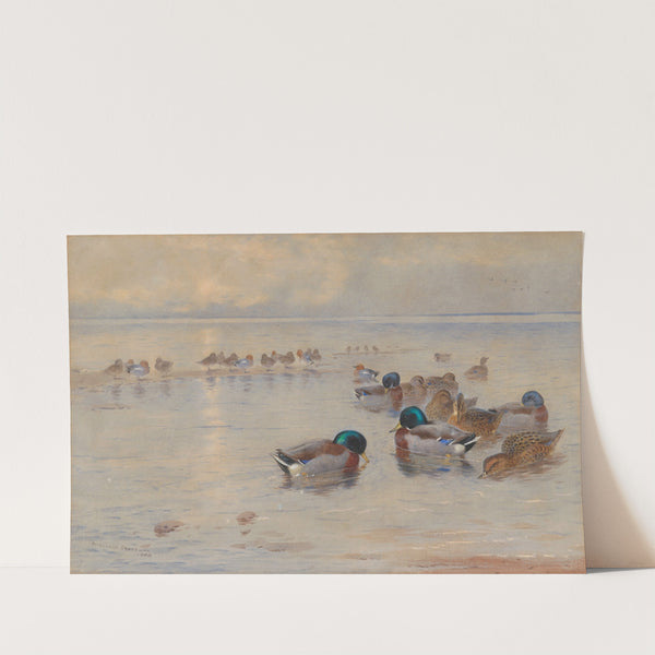 Mallards on a lake (1908) by Archibald Thorburn