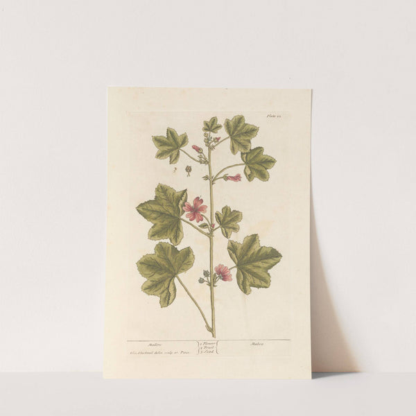 Mallow (1739) by Elizabeth Blackwell