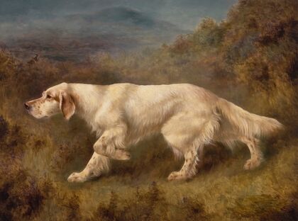 Mallwyd Ned