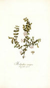 Malpighia coccigera