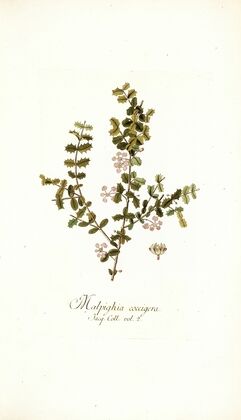 Malpighia coccigera