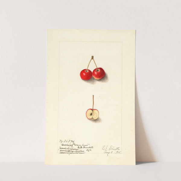 Malus: Cherry Crab by Ellen Isham Schutt