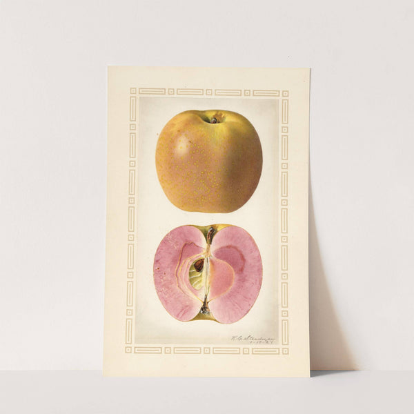 Malus domestica by Royal Charles Steadman