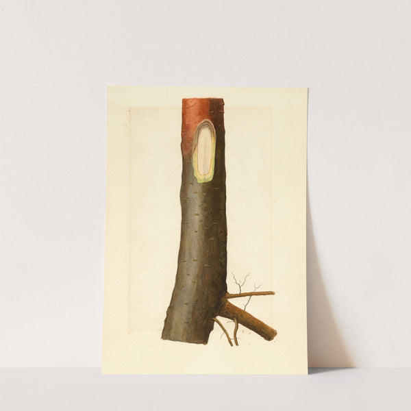 Malus domestica by James Marion Shull