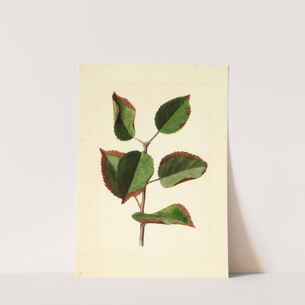 Malus domestica by James Marion Shull