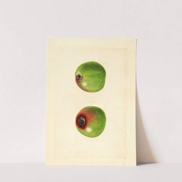 Malus domestica by James Marion Shull