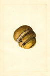 Malus domestica