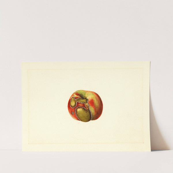 Malus domestica by James Marion Shull